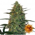 Malana Bomb Auto- Barney's Farm